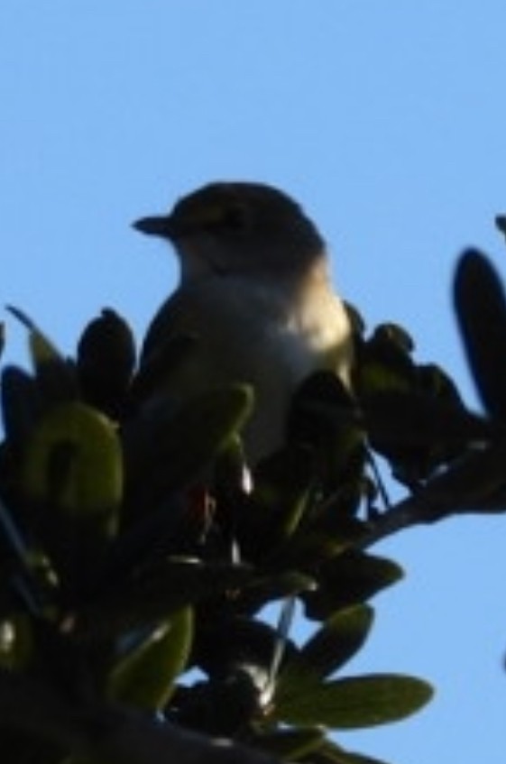 vireo sp. - ML643617636