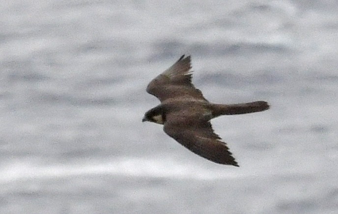 Eleonora's Falcon - ML643617789