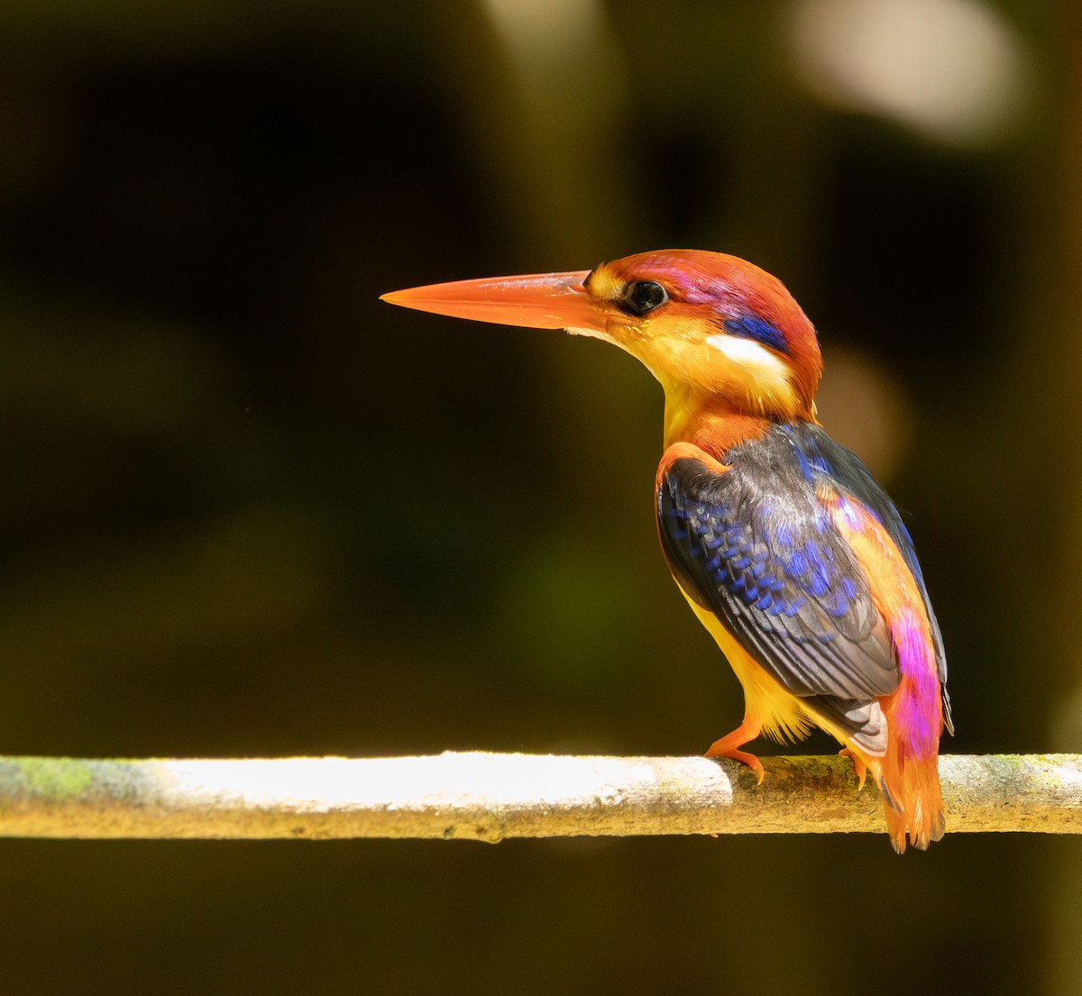 Black-backed Dwarf-Kingfisher - ML643617798