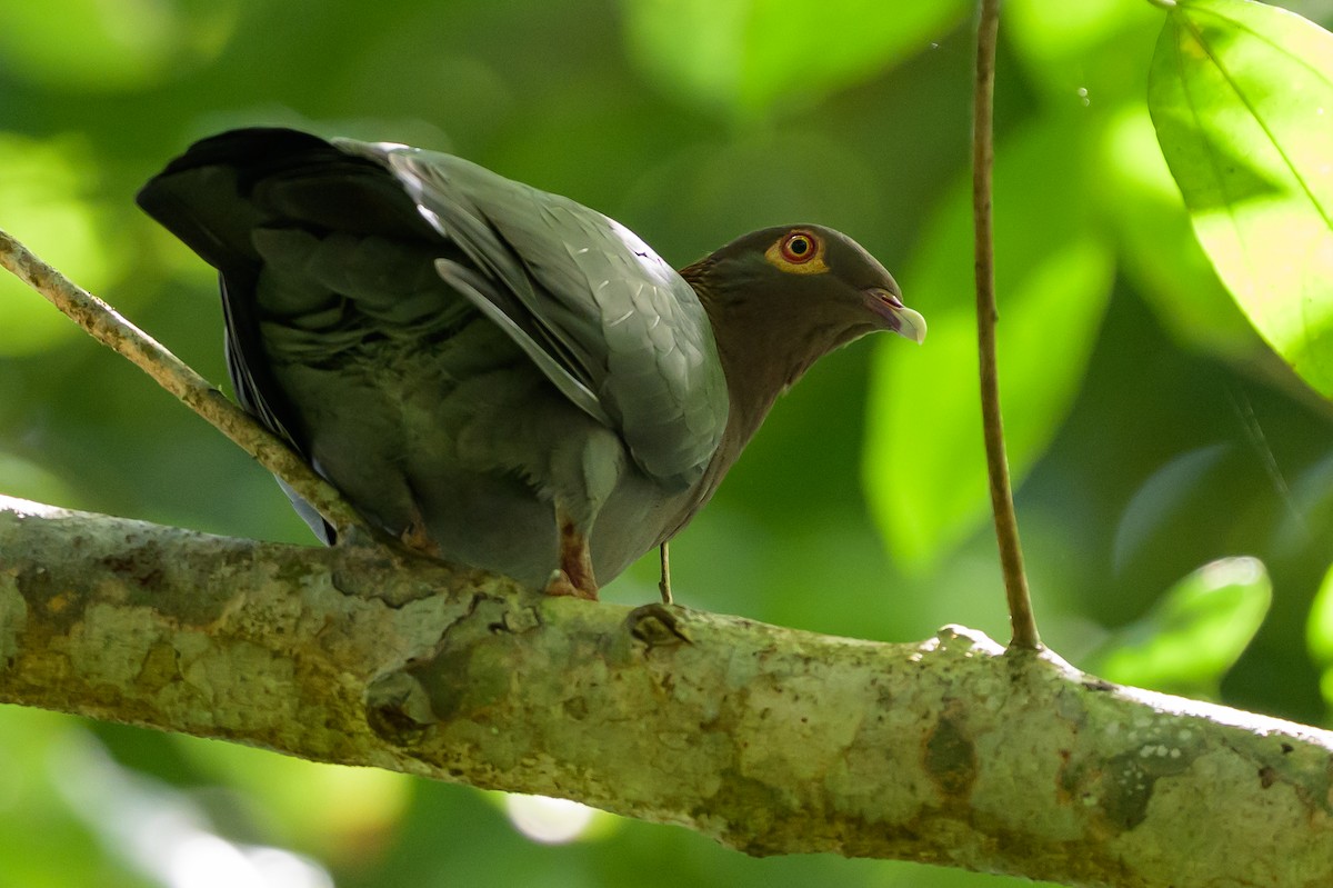 Pigeon à cou rouge - ML643617815