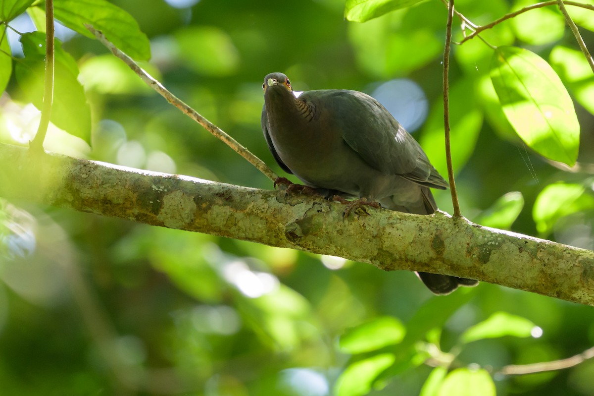 Pigeon à cou rouge - ML643617817