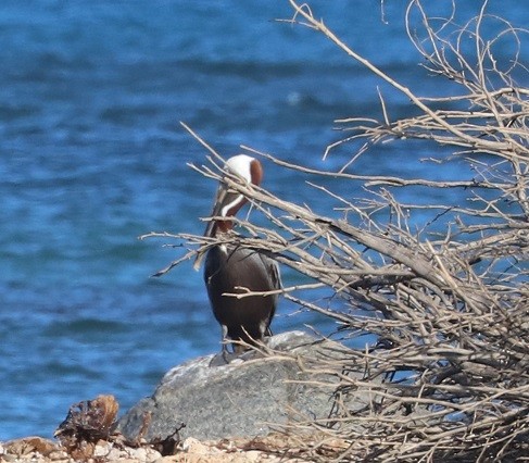 Brown Pelican - ML643617823