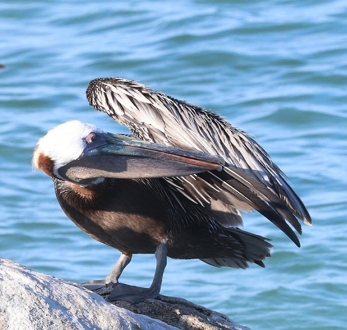 Brown Pelican - ML643617824