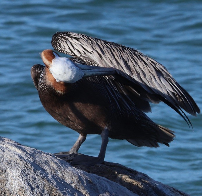 Brown Pelican - ML643617825