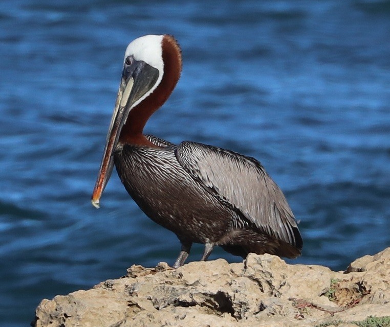Brown Pelican - ML643617826