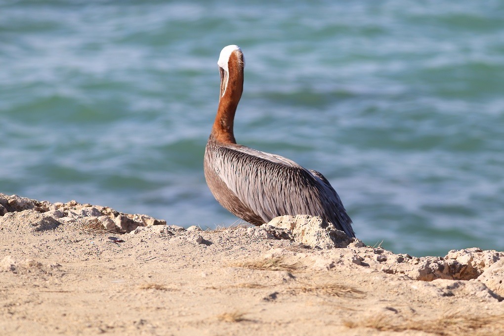 Brown Pelican - ML643617827