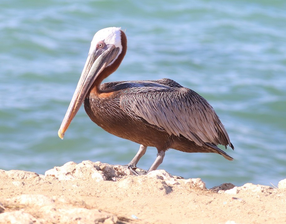 Brown Pelican - ML643617828