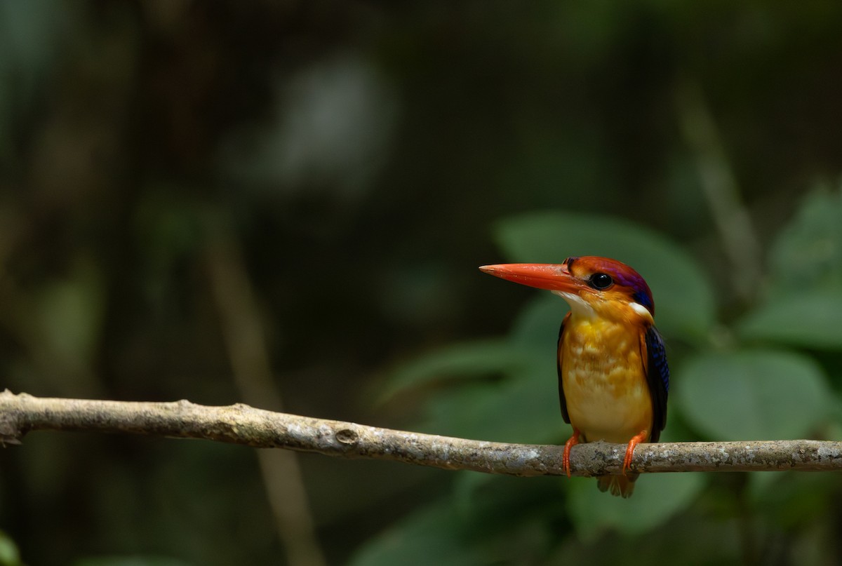 Black-backed Dwarf-Kingfisher - ML643617833