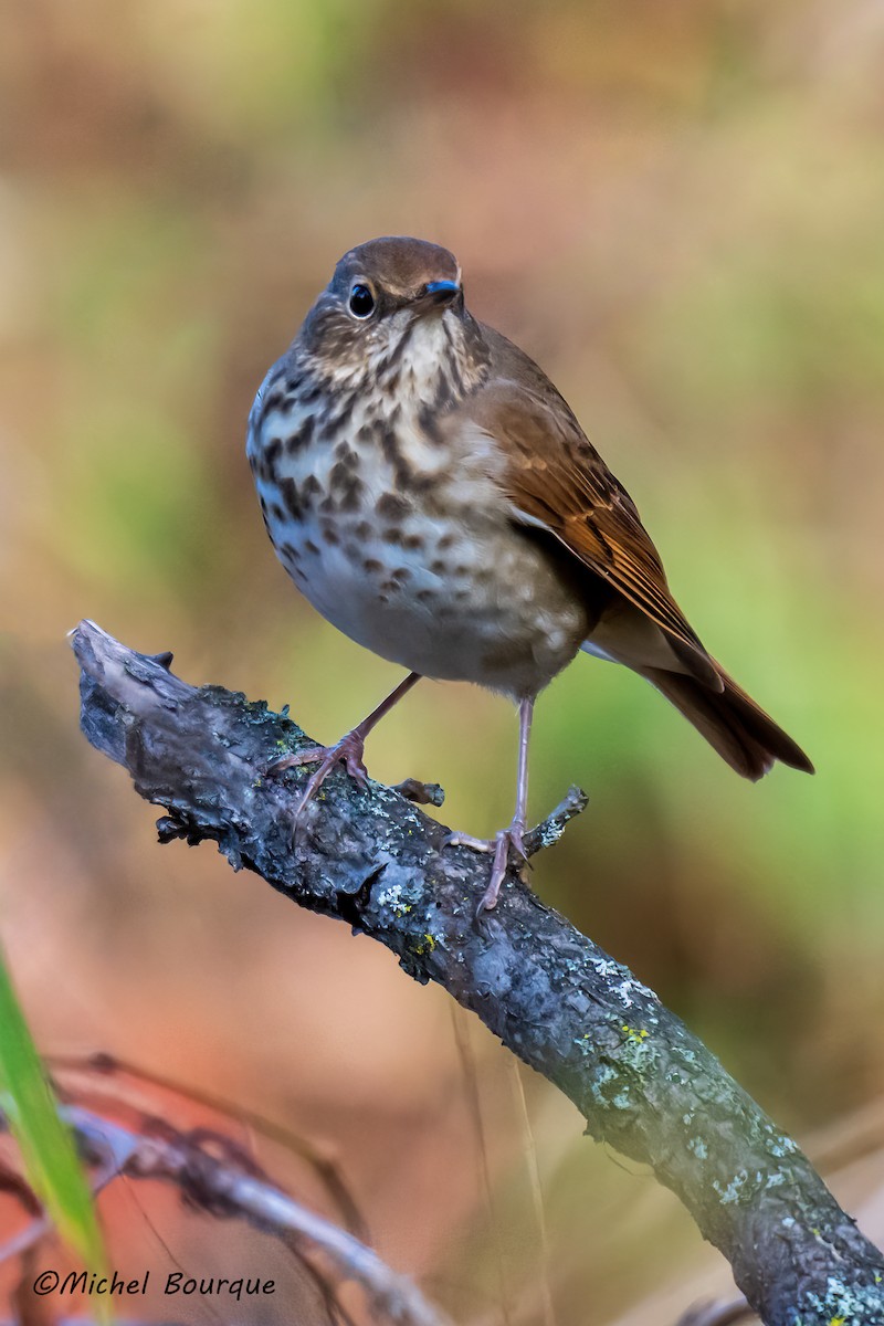 Hermit Thrush - ML643617846