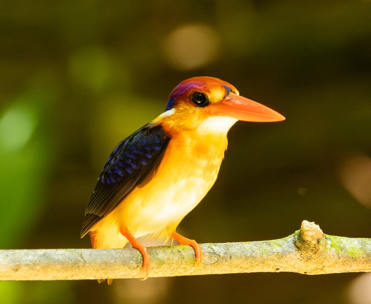 Black-backed Dwarf-Kingfisher - ML643617853