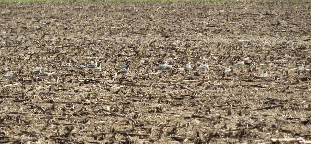 American Golden-Plover - ML643617871