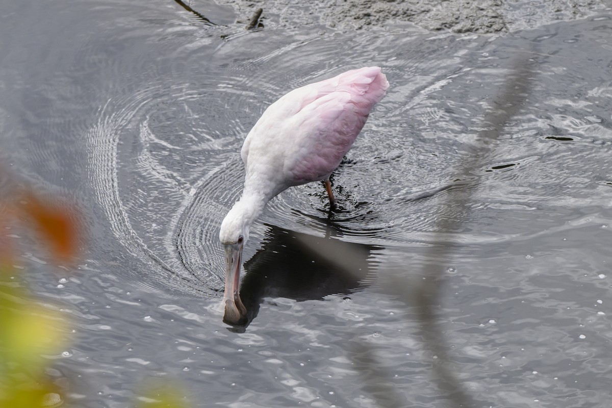 Roseate Spoonbill - ML643617894