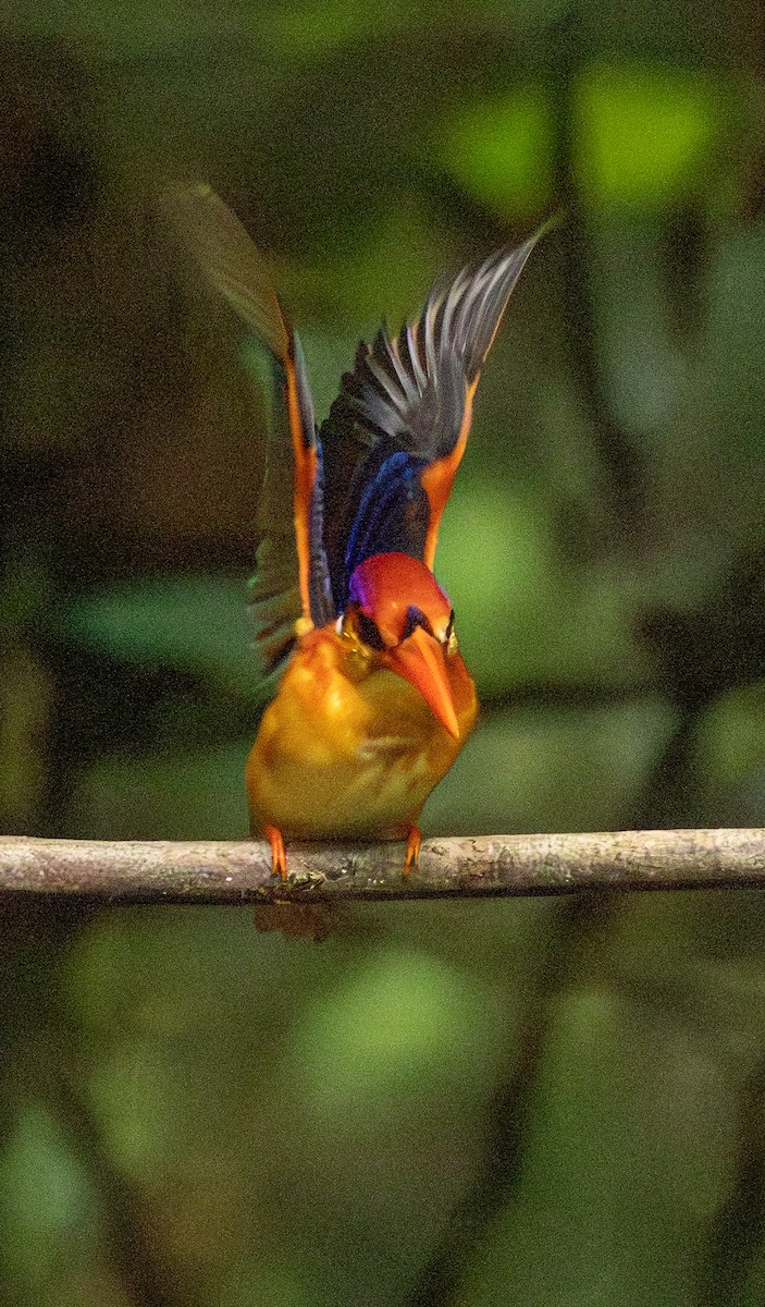 Black-backed Dwarf-Kingfisher - ML643617899