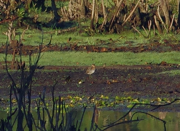 Bécassine de Wilson - ML643617920