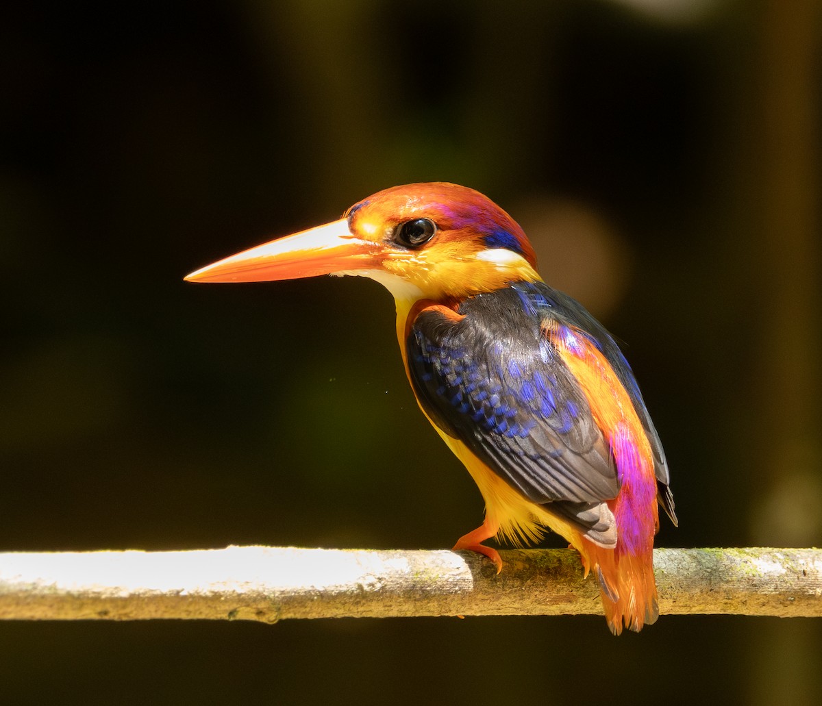 Black-backed Dwarf-Kingfisher - ML643617931