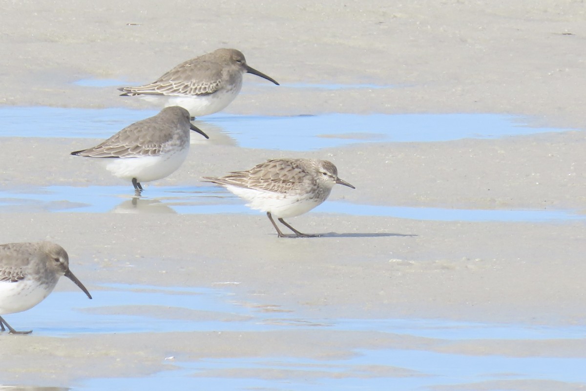 Weißbürzel-Strandläufer - ML643617962