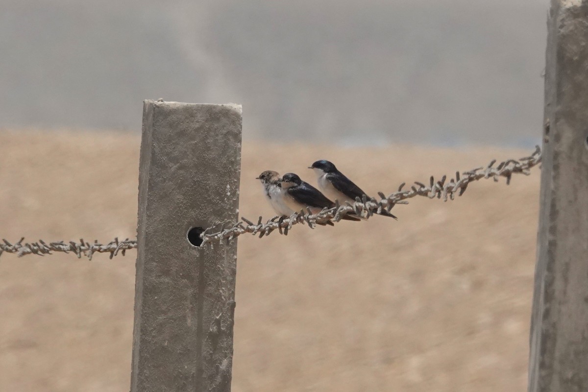 Blue-and-white Swallow - ML643617977