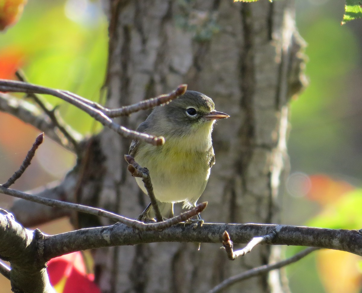 Pine Warbler - ML643617987