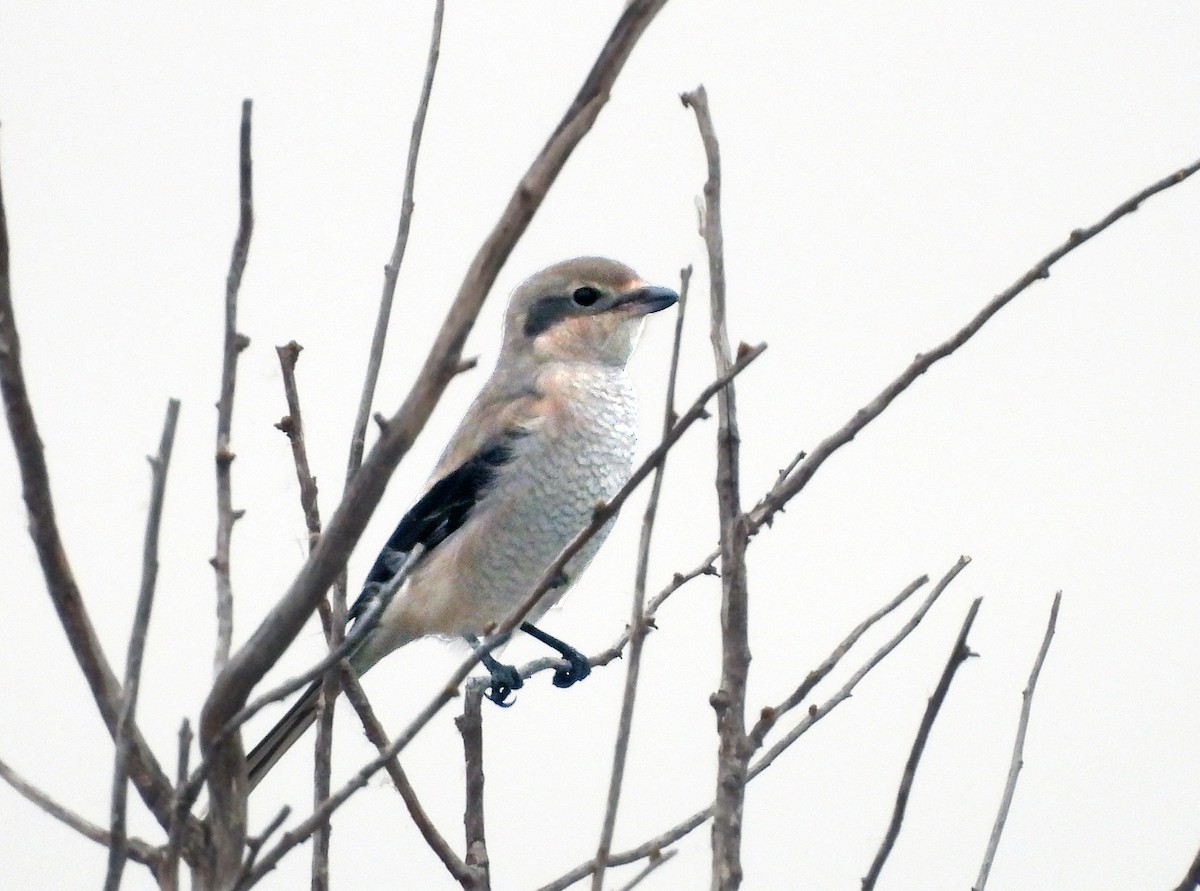 ťuhýk severní - ML643618008