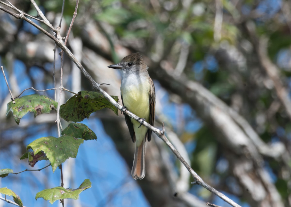 Brown-crested Flycatcher - ML643618010