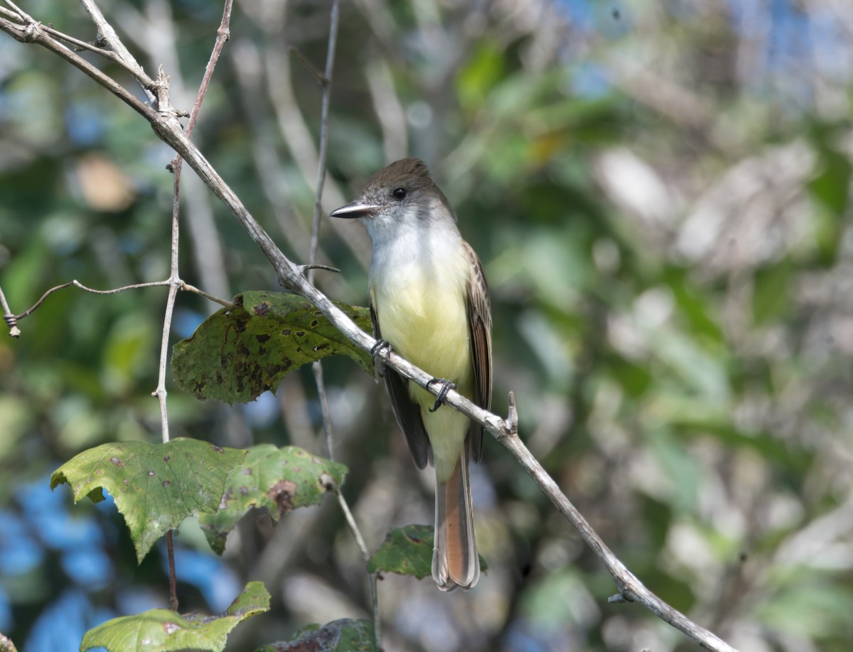 Brown-crested Flycatcher - ML643618011