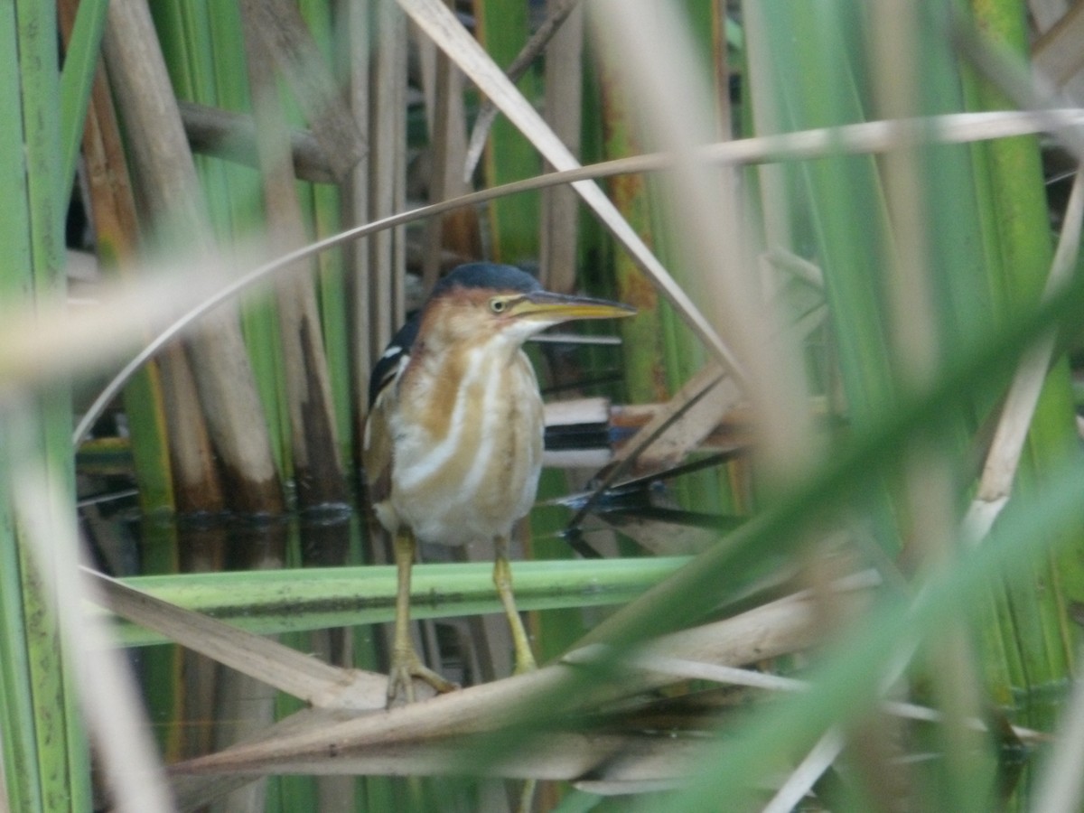 Least Bittern - ML643618016