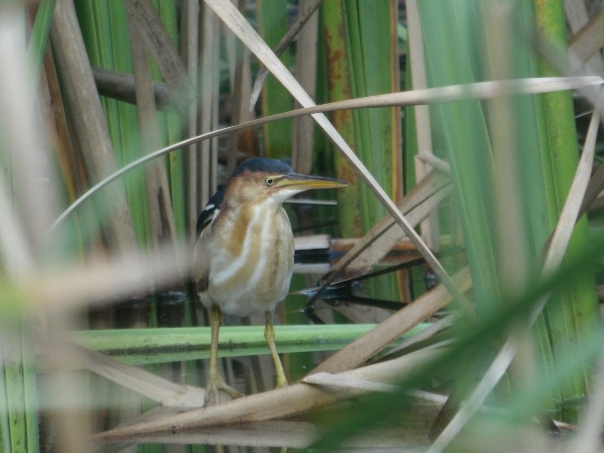 Least Bittern - ML643618017