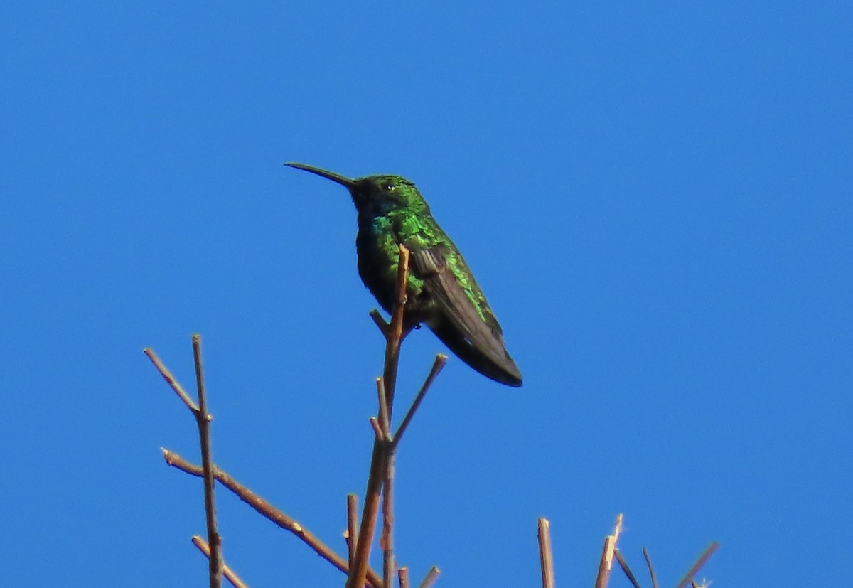 Schwarzbrust-Mangokolibri - ML643618031
