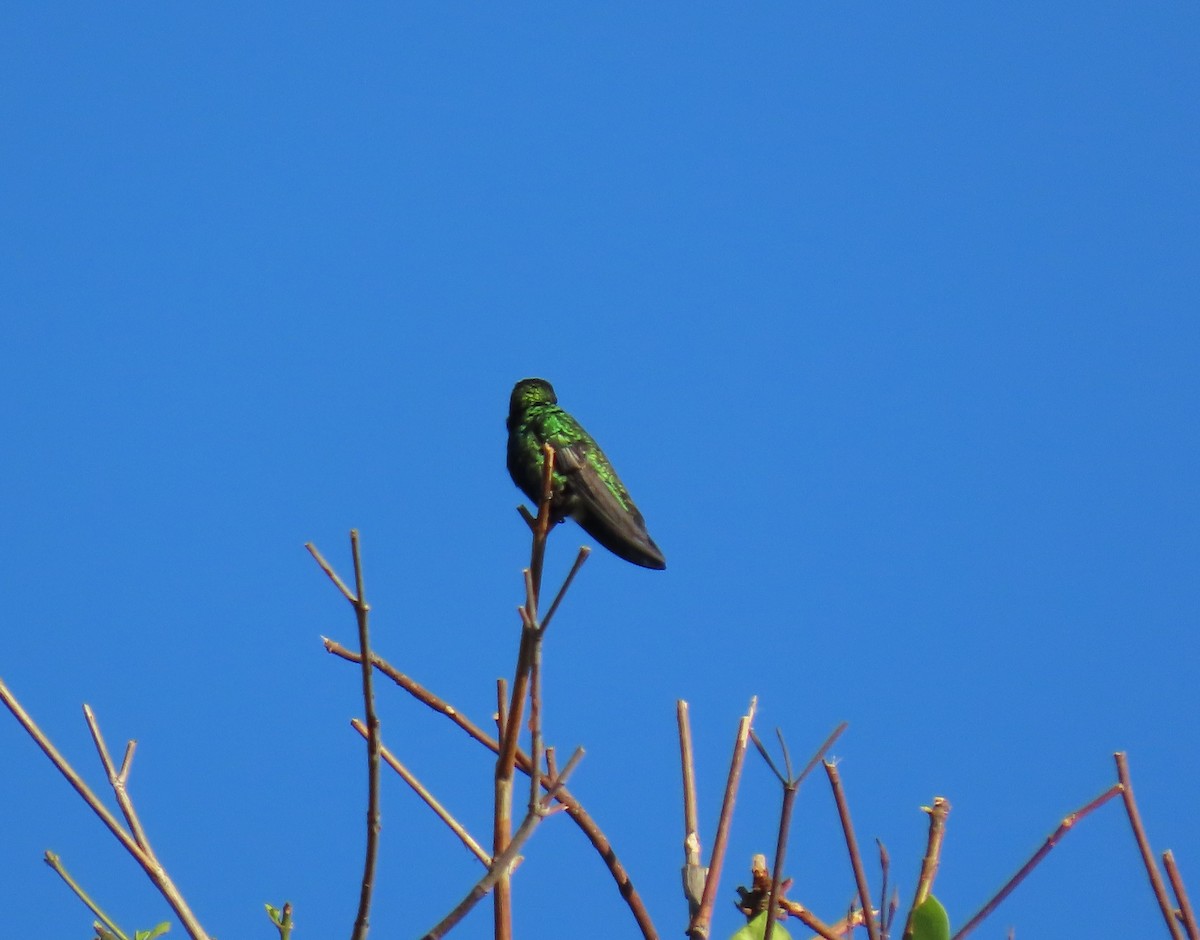 Schwarzbrust-Mangokolibri - ML643618032