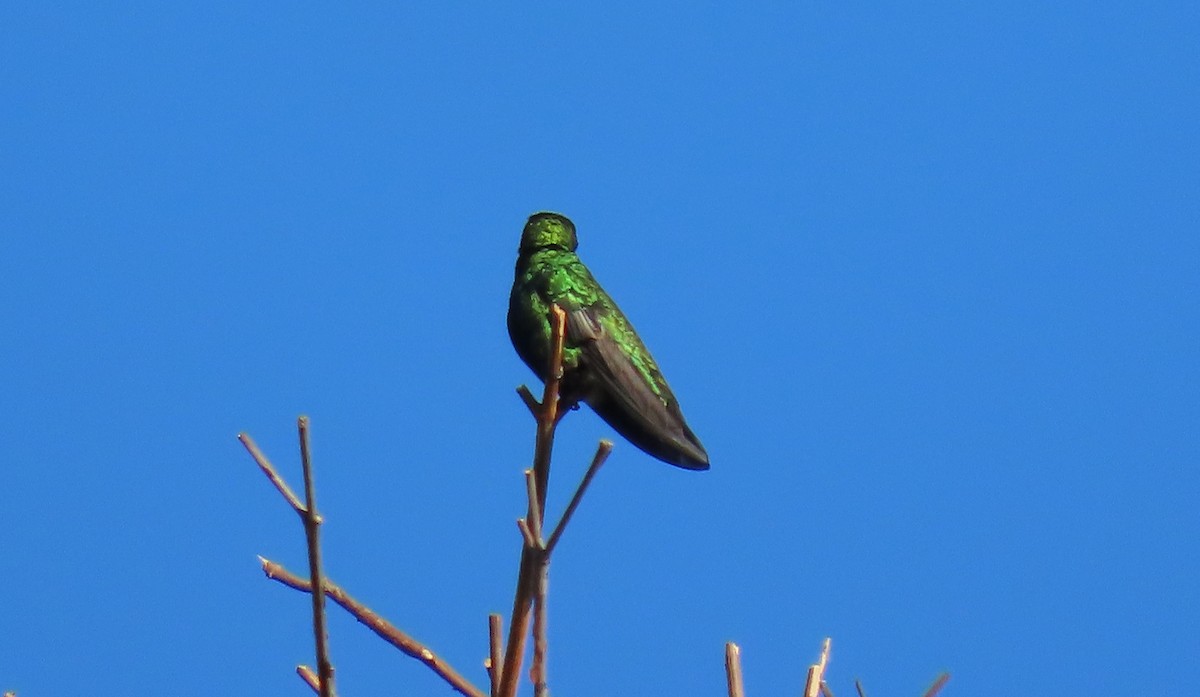 Schwarzbrust-Mangokolibri - ML643618033