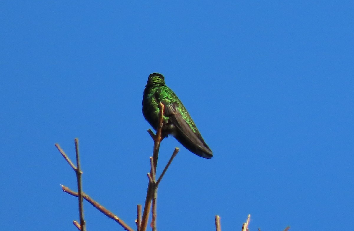 Schwarzbrust-Mangokolibri - ML643618034