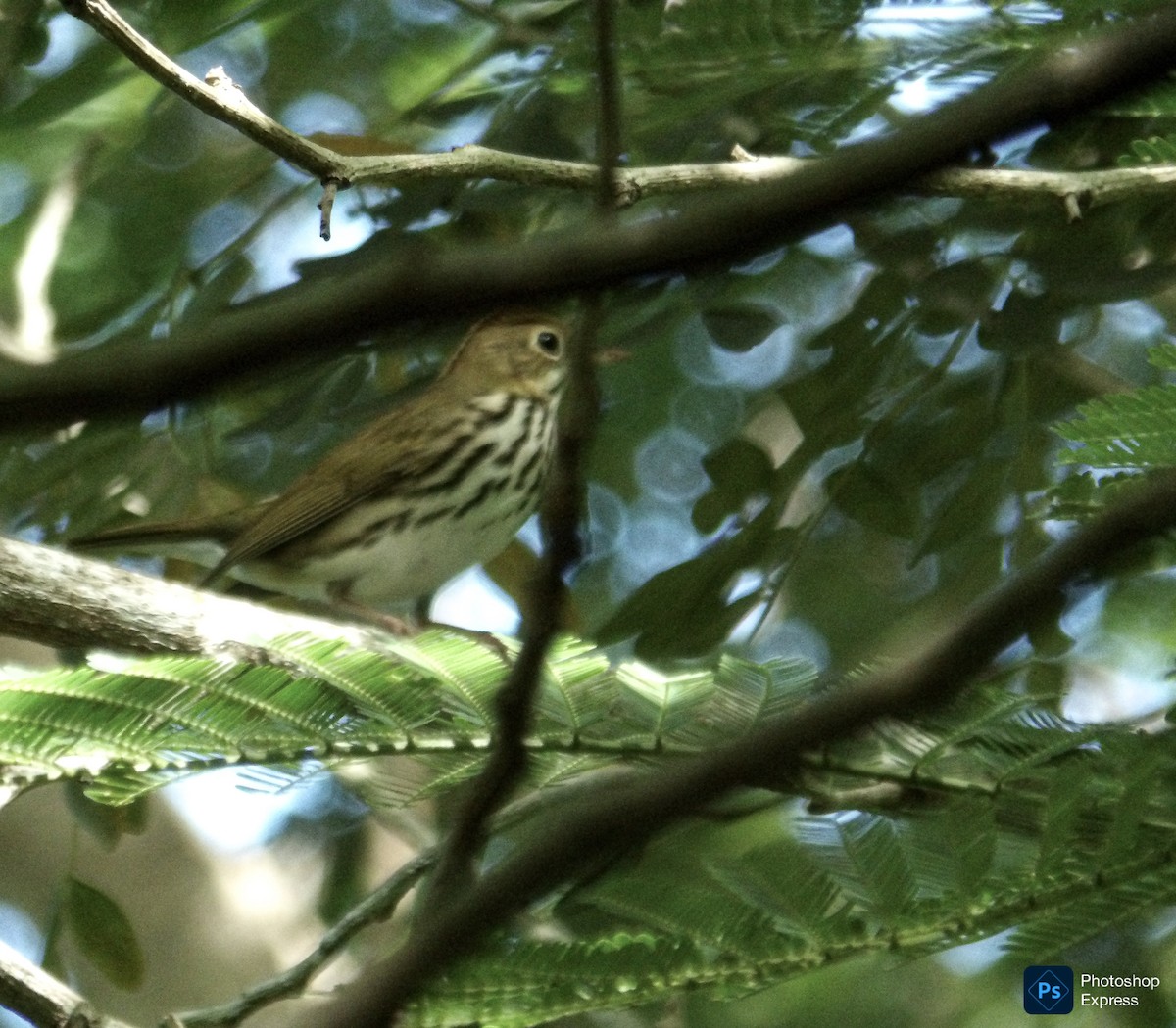 Ovenbird - ML643618039