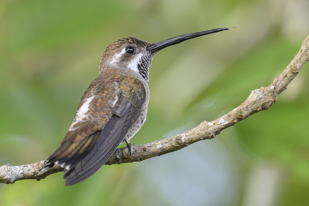 Plain-capped Starthroat - ML643618041