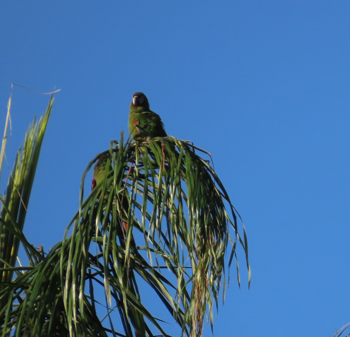 Chestnut-fronted Macaw - ML643618049