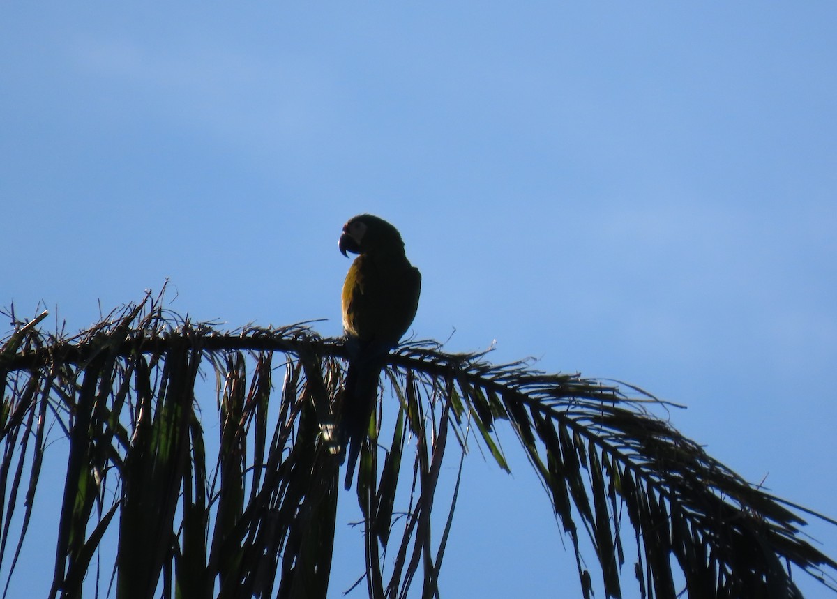 Chestnut-fronted Macaw - ML643618050