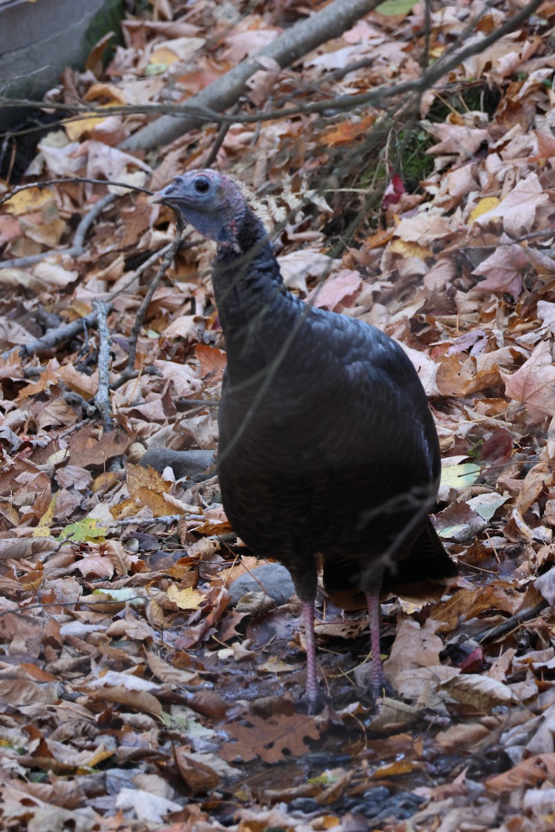 Wild Turkey - ML643618052