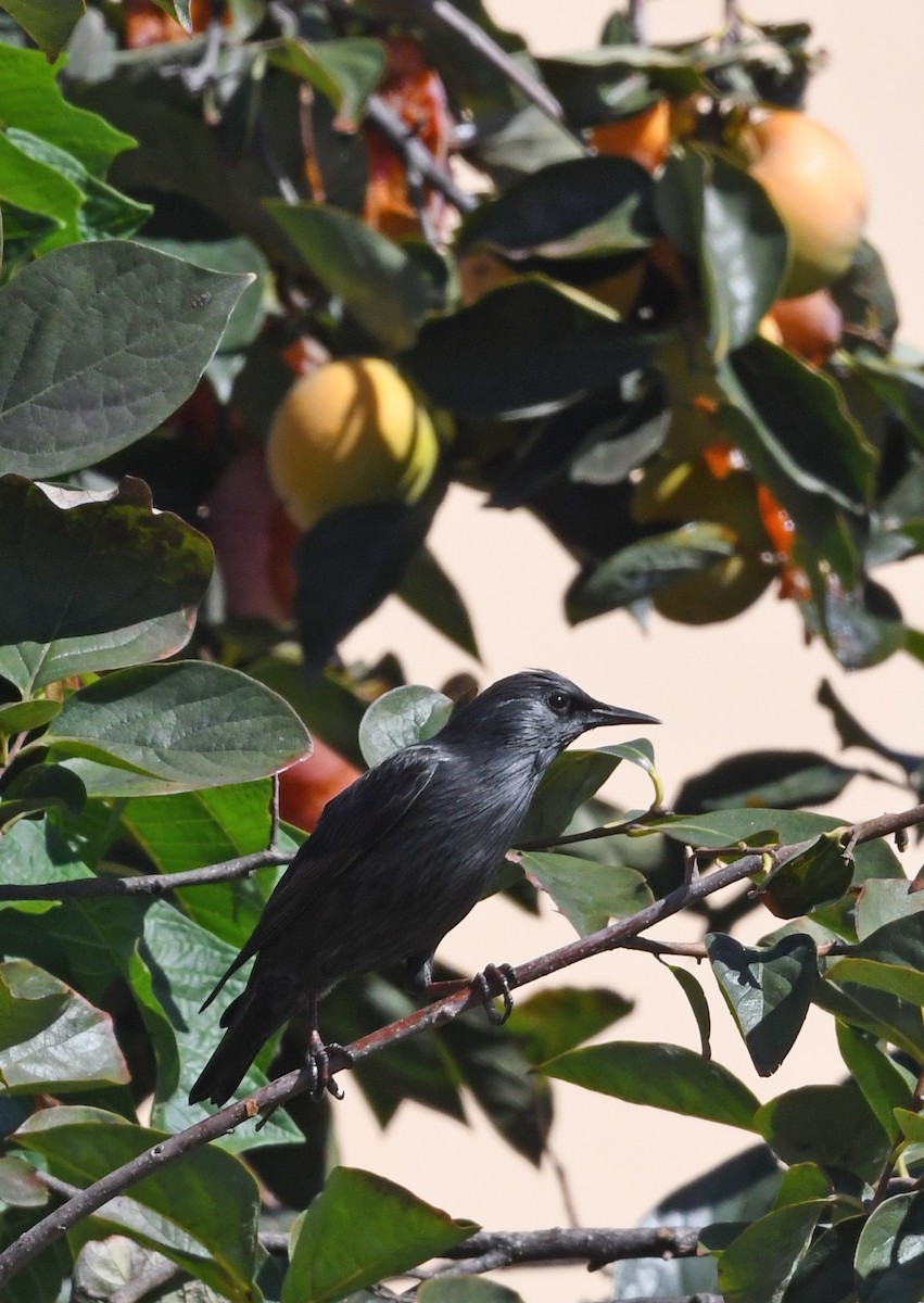Spotless Starling - ML643618065
