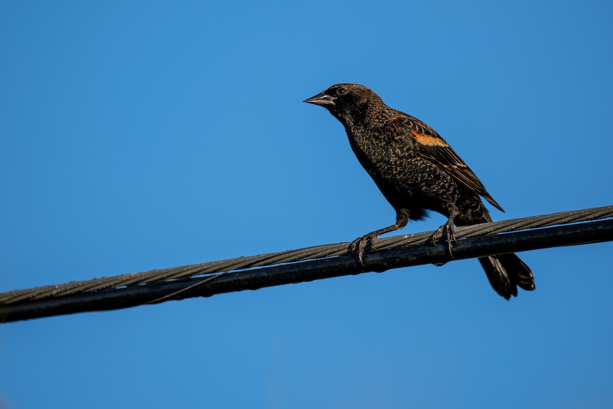 Red-winged Blackbird - ML643618098