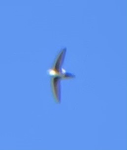White-throated Swift - ML643618109