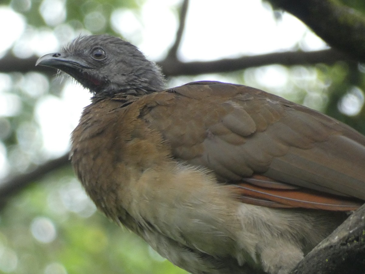 Gray-headed Chachalaca - ML643618110