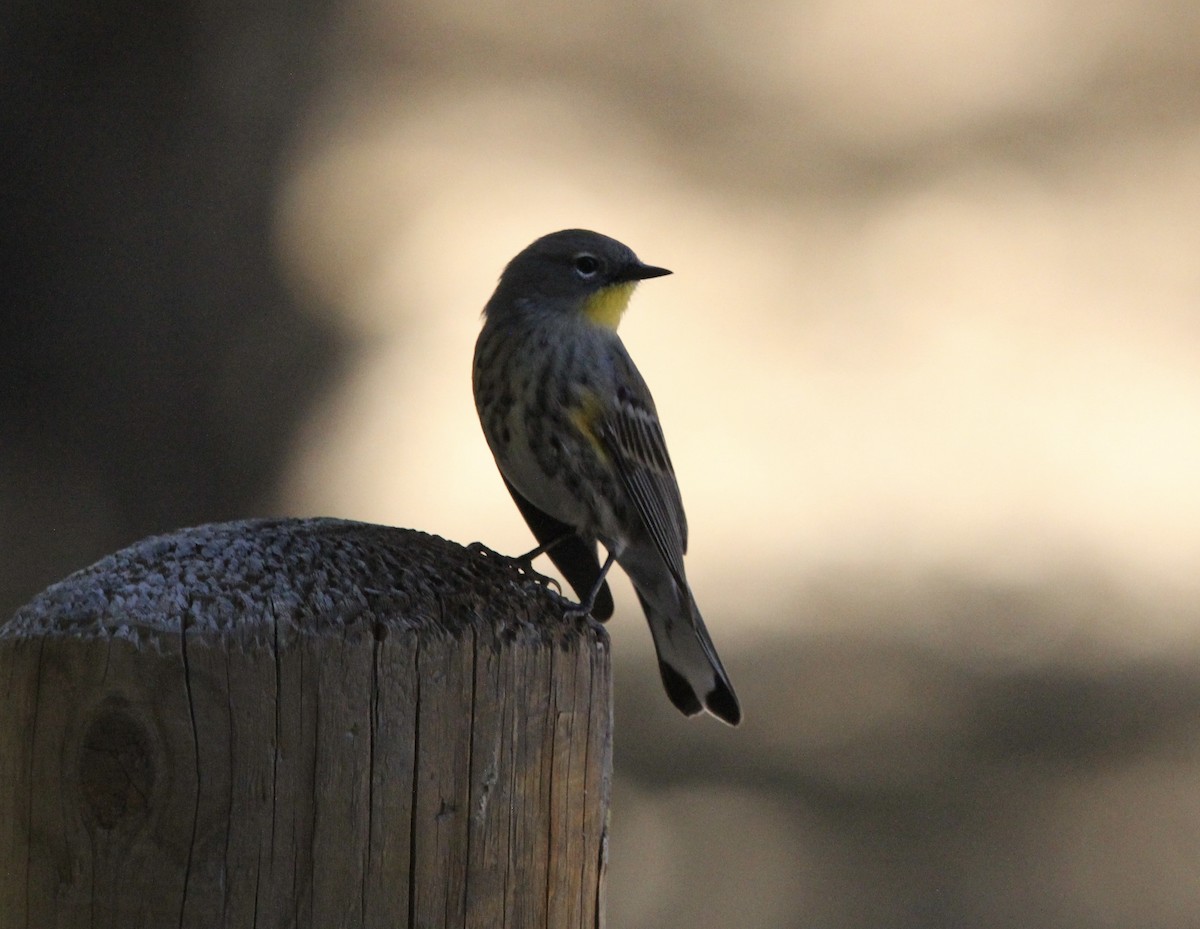 Yellow-rumped Warbler - ML643618126