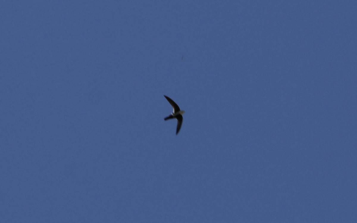 White-throated Swift - ML643618148