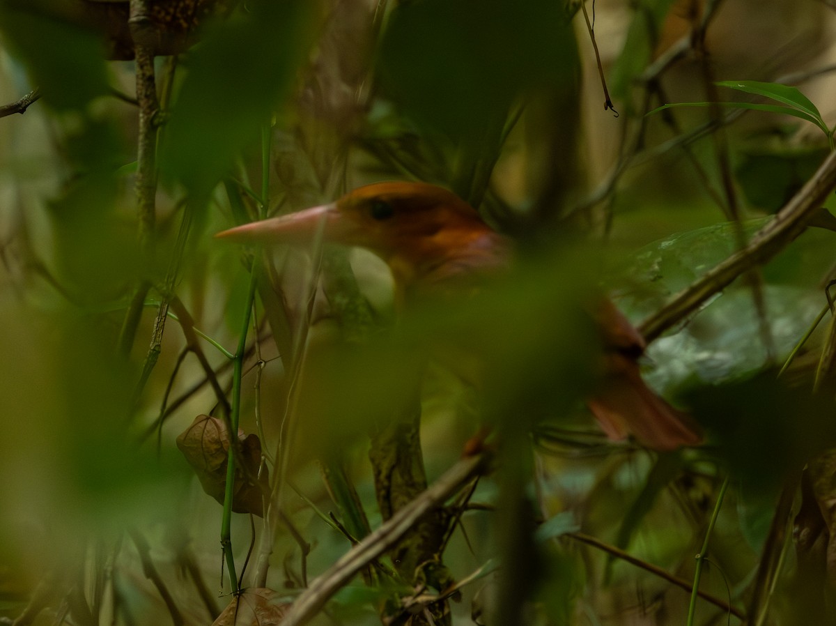 Ruddy Kingfisher - ML643618154