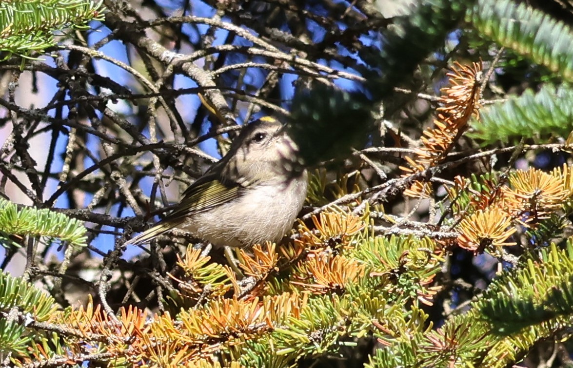 Golden-crowned Kinglet - ML643618166