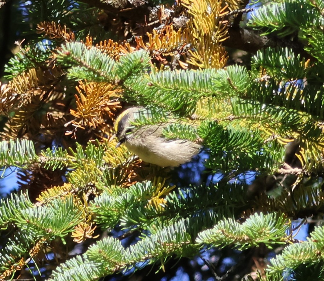 Golden-crowned Kinglet - ML643618178