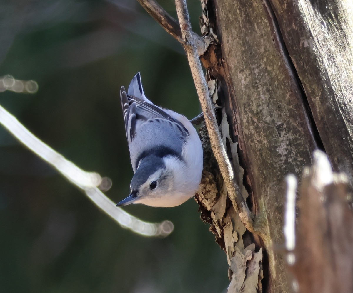 White-breasted Nuthatch - ML643618193