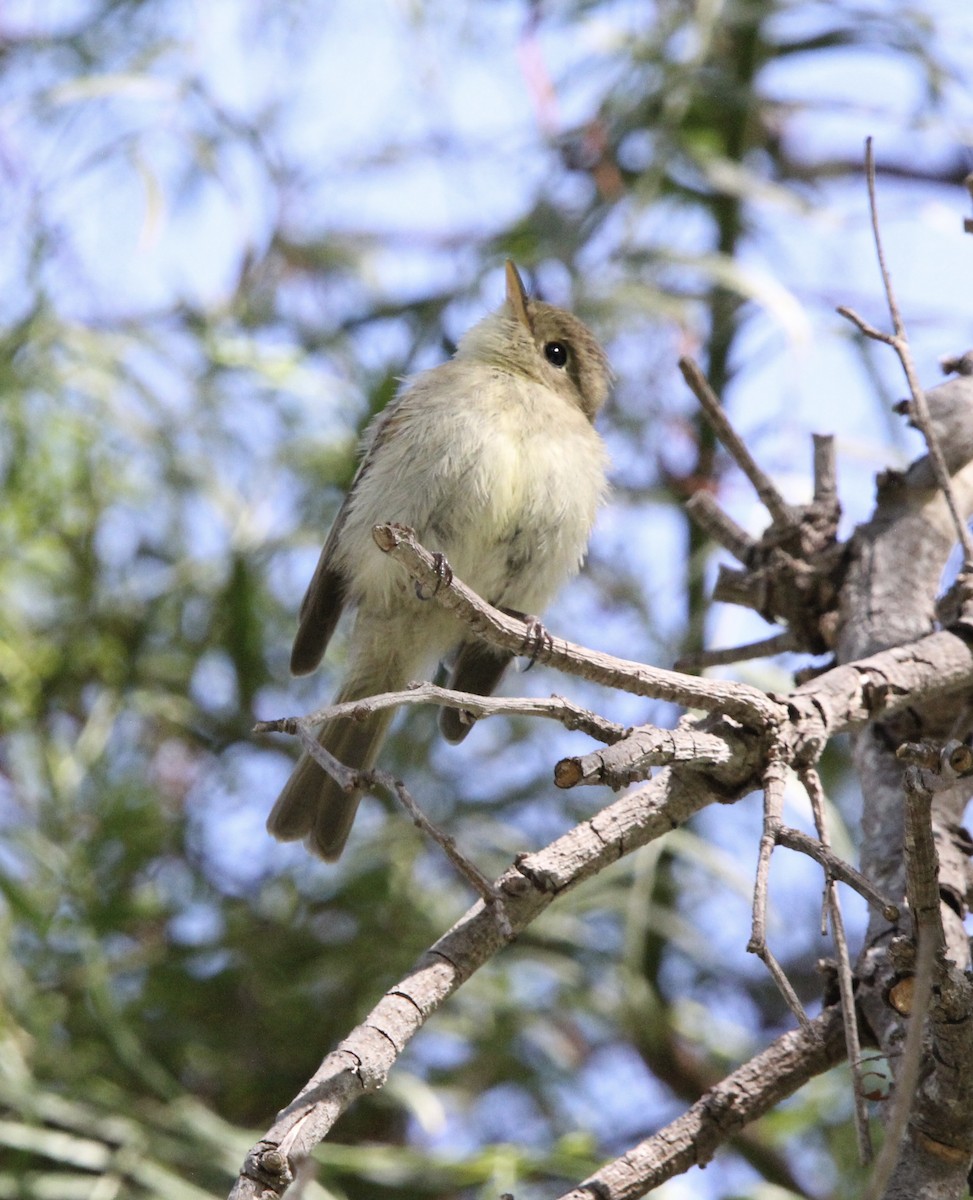 Western Flycatcher - ML643618195