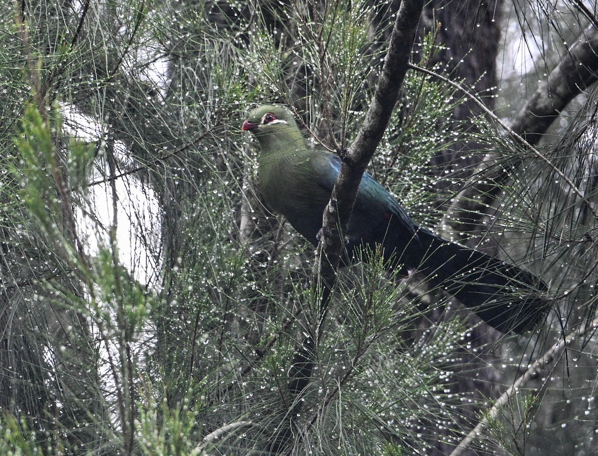 natalturako - ML643618207