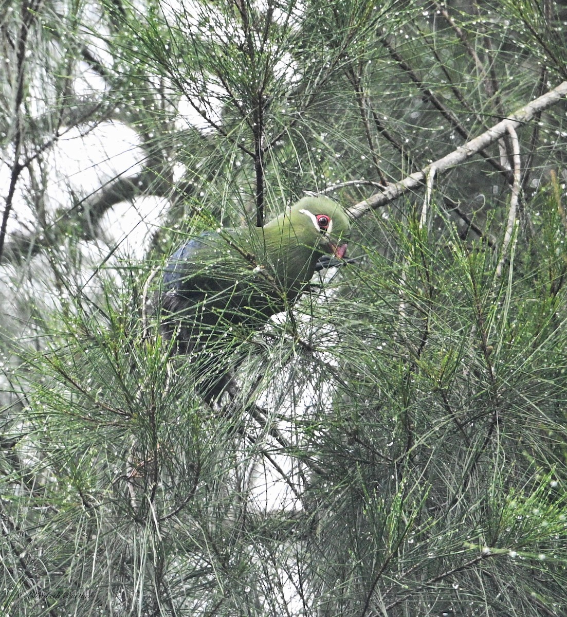 natalturako - ML643618208