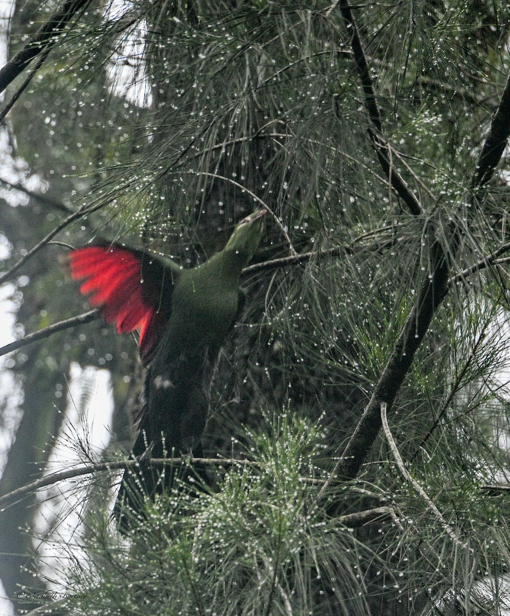 natalturako - ML643618209